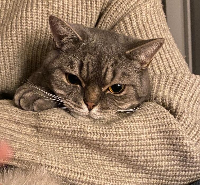 Bilder Tierbetreuung Katze und Co.eGbR