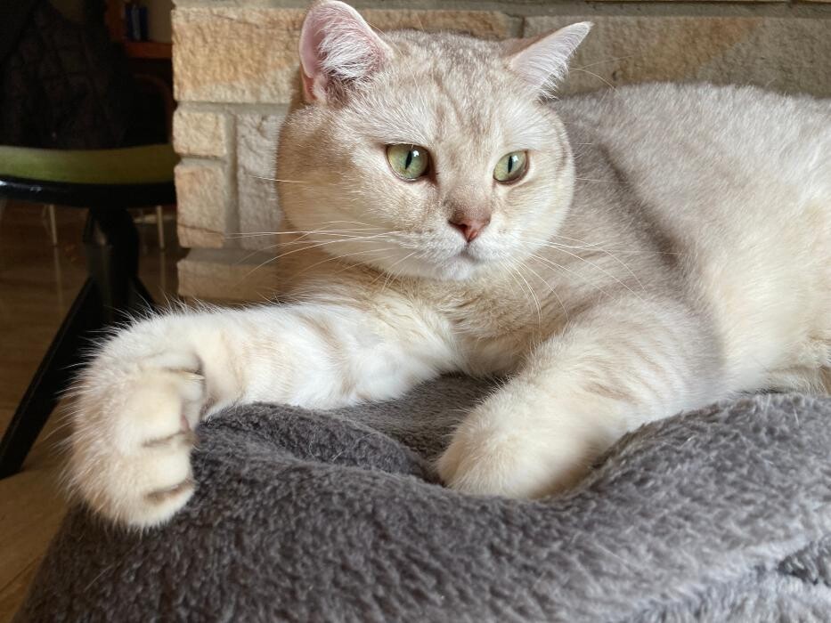 Bilder Tierbetreuung Katze und Co.eGbR