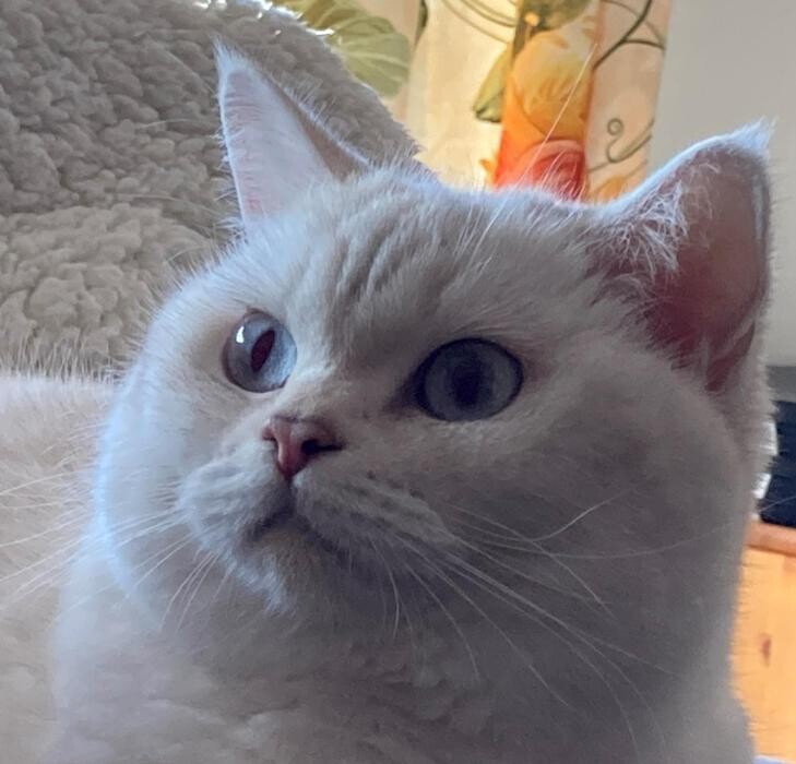 Bilder Tierbetreuung Katze und Co.eGbR