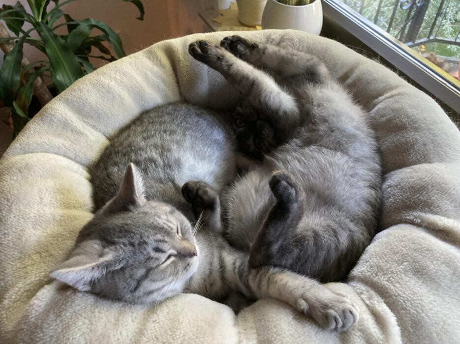 Bilder Tierbetreuung Katze und Co.eGbR