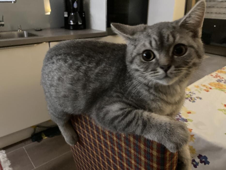 Bilder Tierbetreuung Katze und Co.eGbR