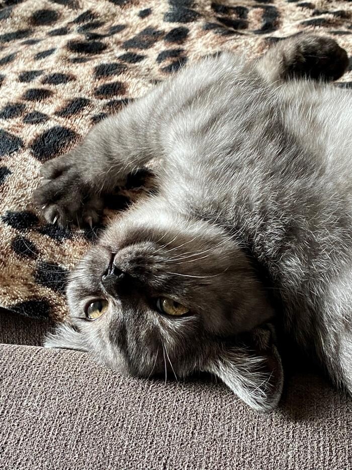 Bilder Tierbetreuung Katze und Co.eGbR