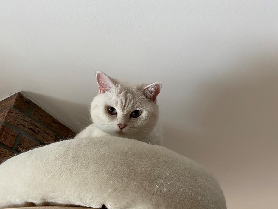 Bilder Tierbetreuung Katze und Co.eGbR