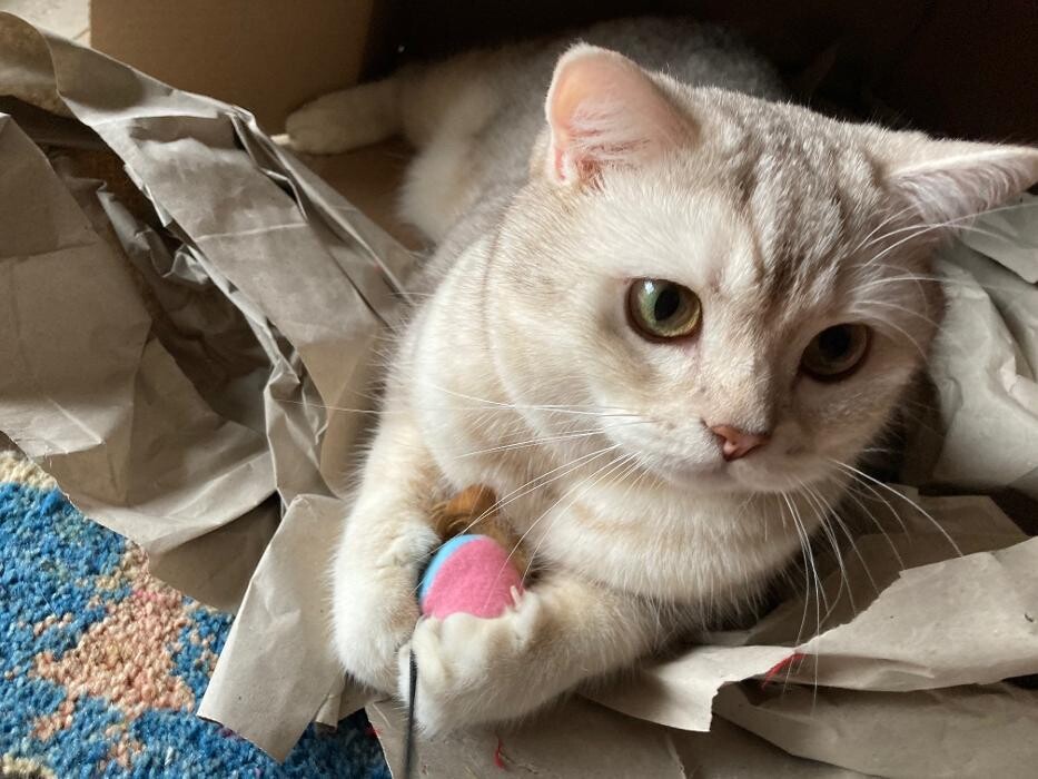 Bilder Tierbetreuung Katze und Co.eGbR