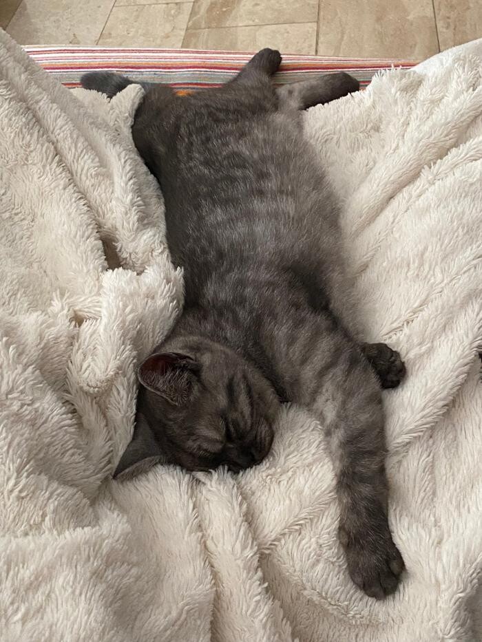 Bilder Tierbetreuung Katze und Co.eGbR