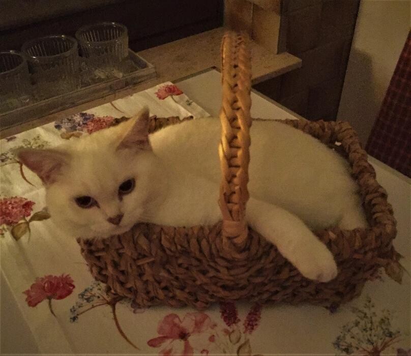 Bilder Tierbetreuung Katze und Co.eGbR