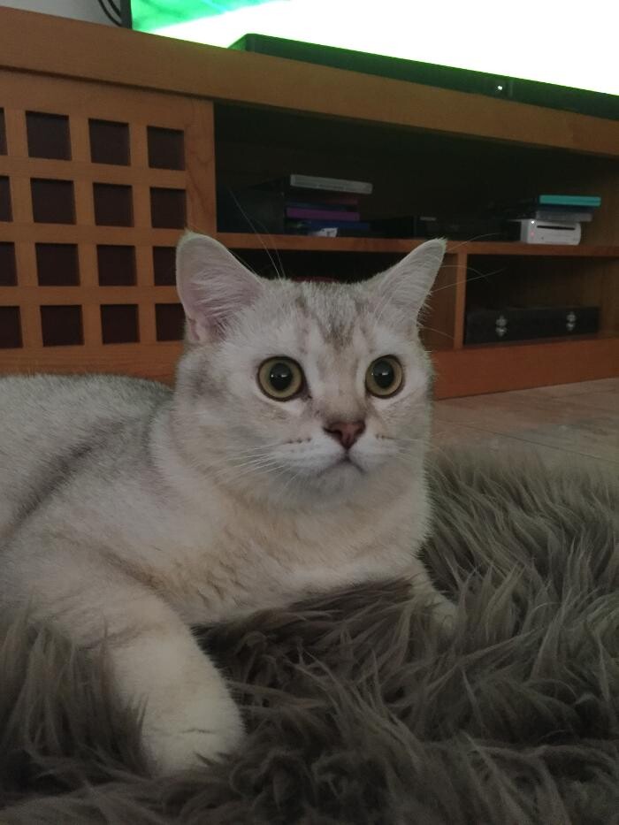 Bilder Tierbetreuung Katze und Co.eGbR