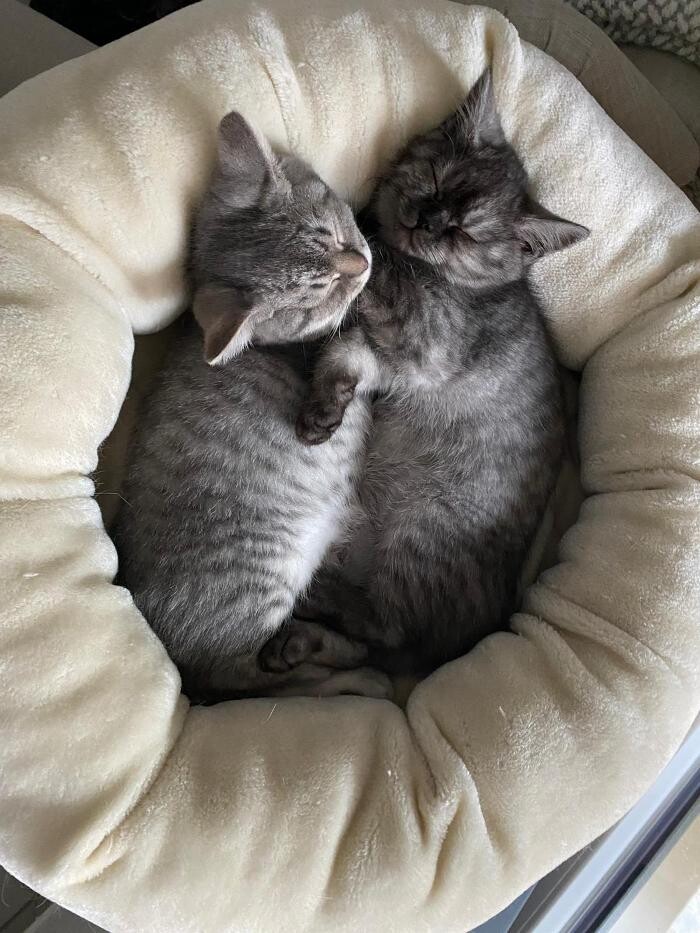 Bilder Tierbetreuung Katze und Co.eGbR