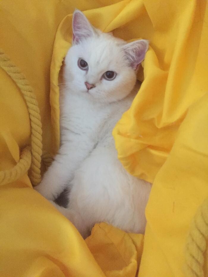 Bilder Tierbetreuung Katze und Co.eGbR