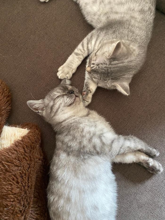 Bilder Tierbetreuung Katze und Co.eGbR