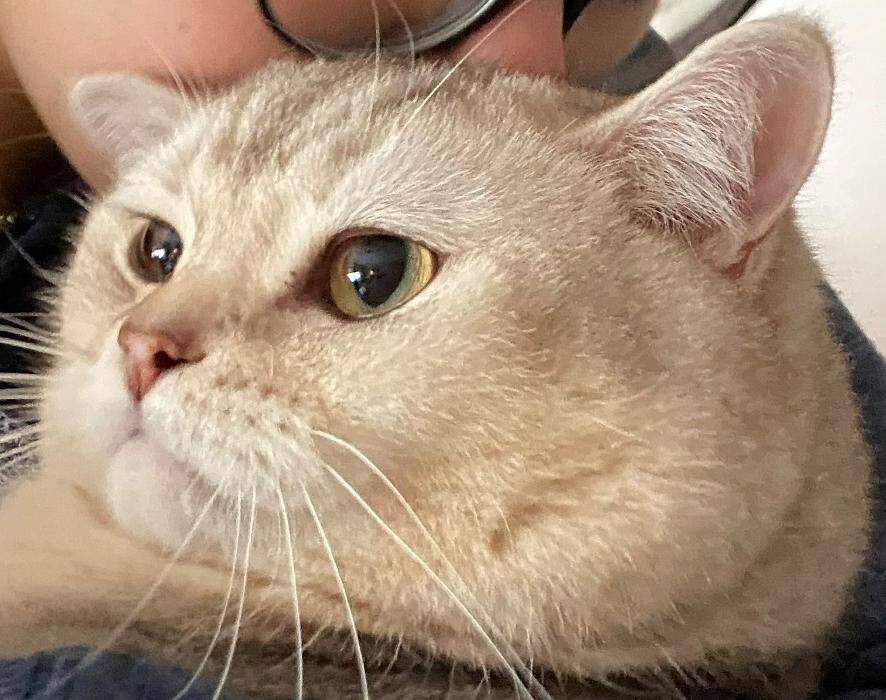 Bilder Tierbetreuung Katze und Co.eGbR