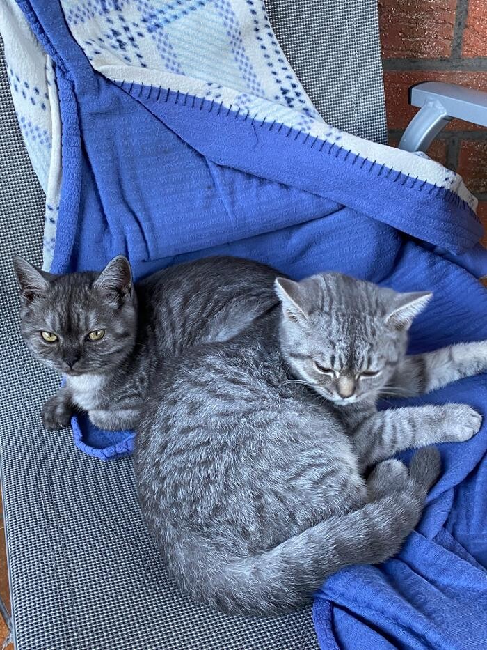 Bilder Tierbetreuung Katze und Co.eGbR