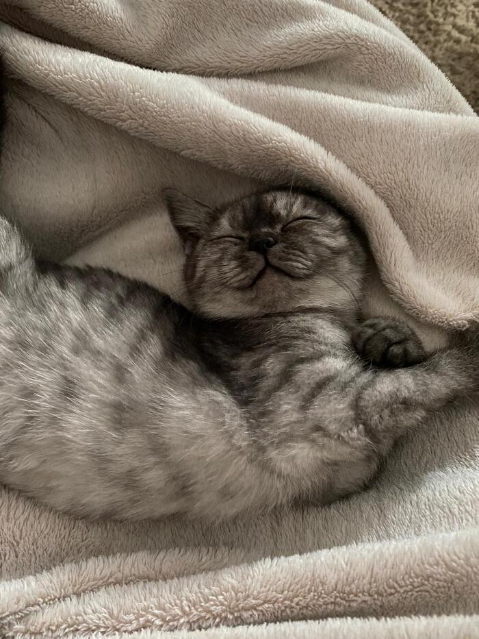 Bilder Tierbetreuung Katze und Co.eGbR