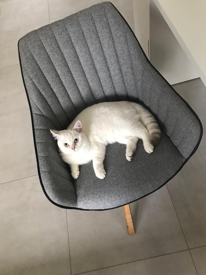 Bilder Tierbetreuung Katze und Co.eGbR