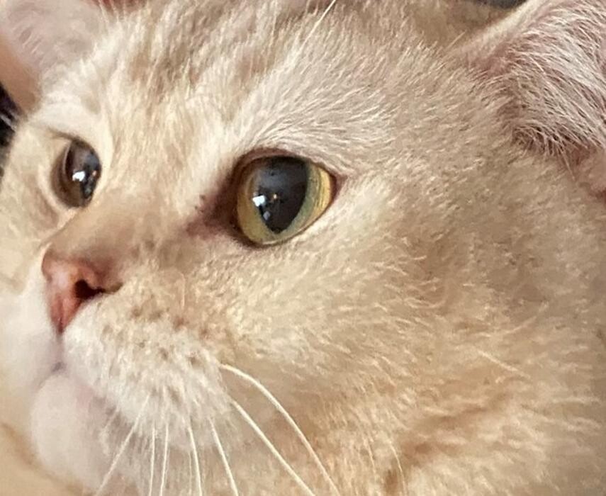 Bilder Tierbetreuung Katze und Co.eGbR