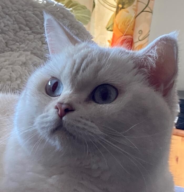 Bilder Tierbetreuung Katze und Co.eGbR