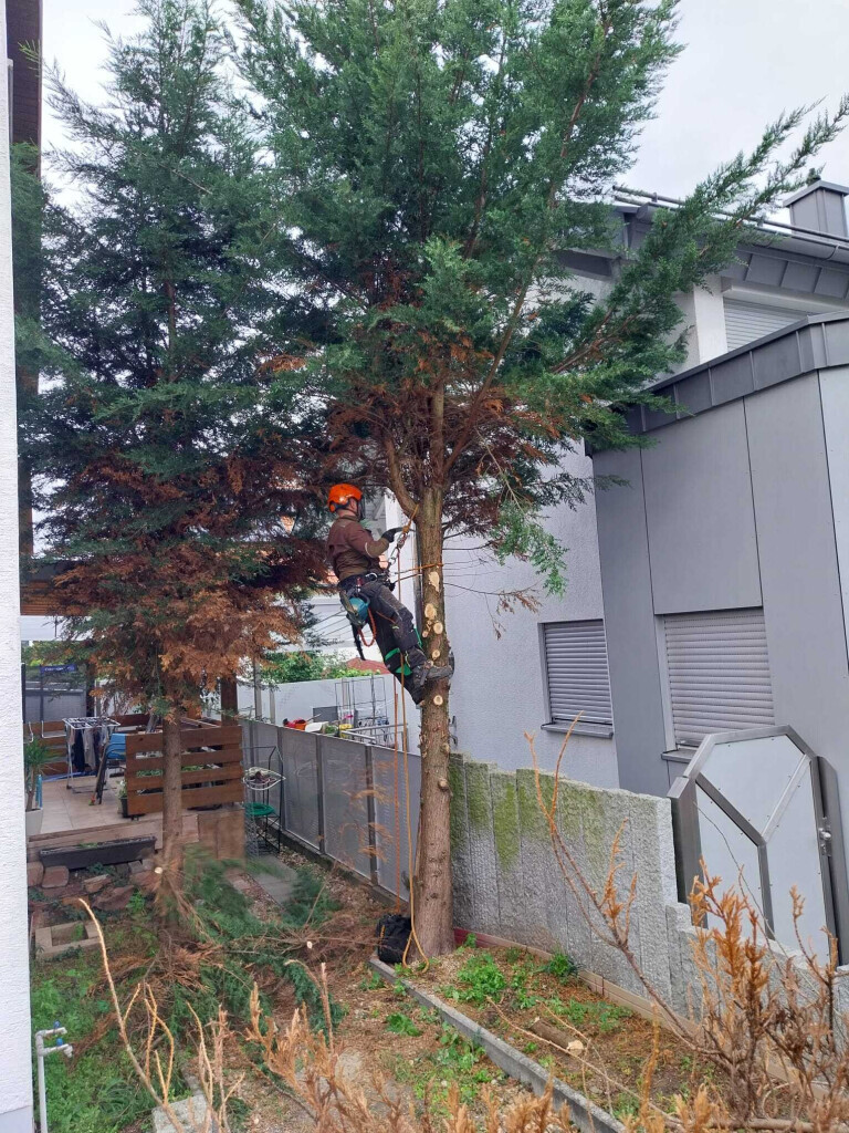 Bilder HD Baum&Gartenpflege