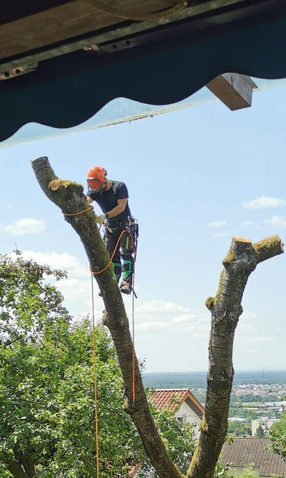 Bilder HD Baum&Gartenpflege