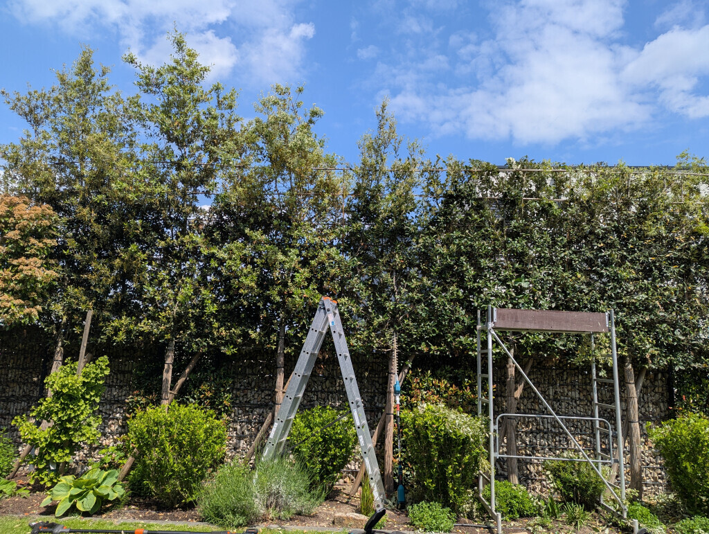 Bilder HD Baum&Gartenpflege