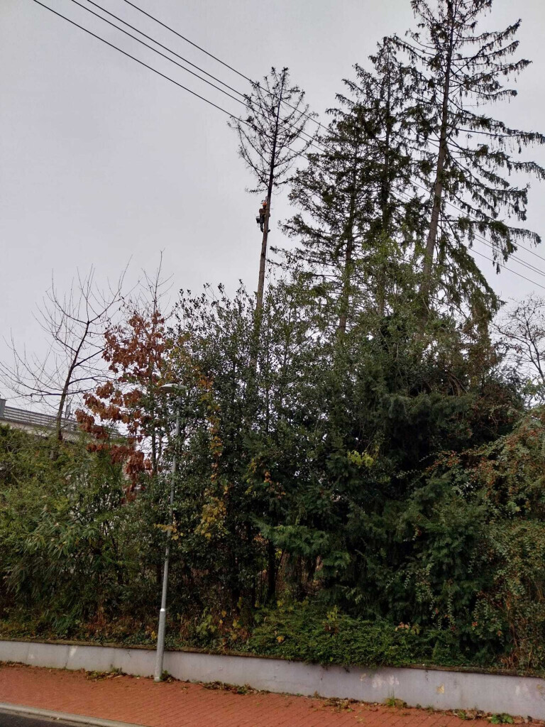 Bilder HD Baum&Gartenpflege