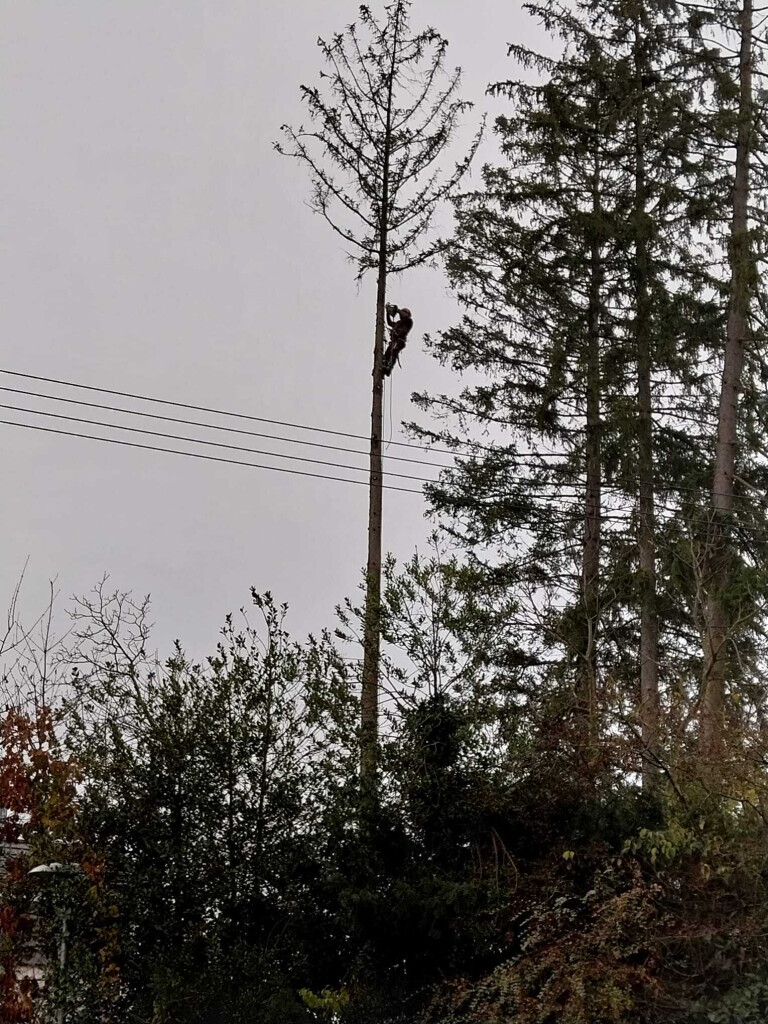 Bilder HD Baum&Gartenpflege