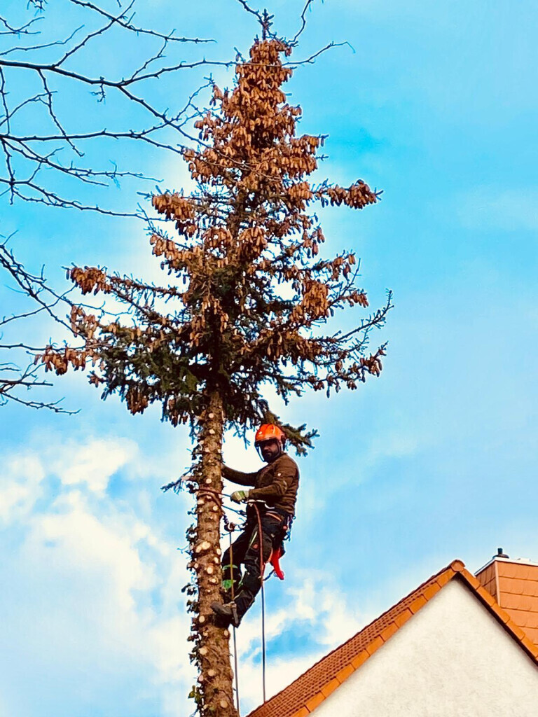 Bilder HD Baum&Gartenpflege