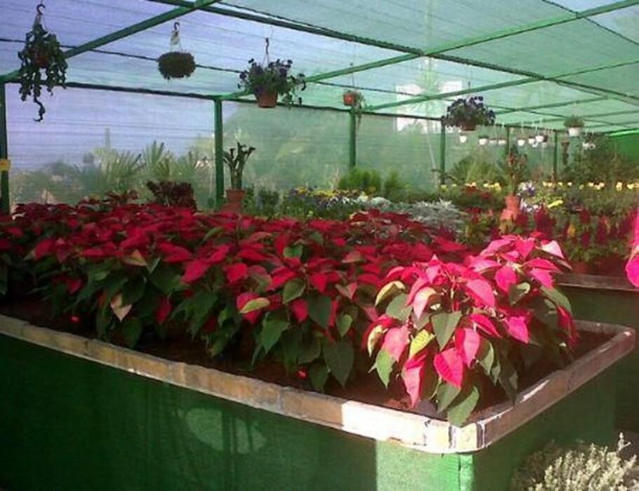 Images Rosenblatt y Pacheco S.L.