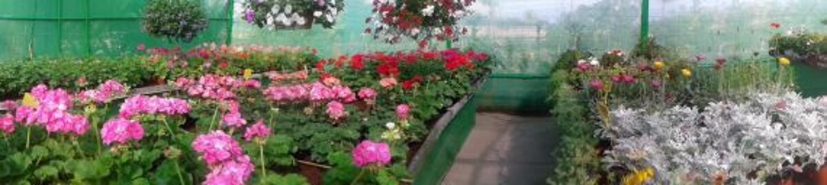 Images Rosenblatt y Pacheco S.L.