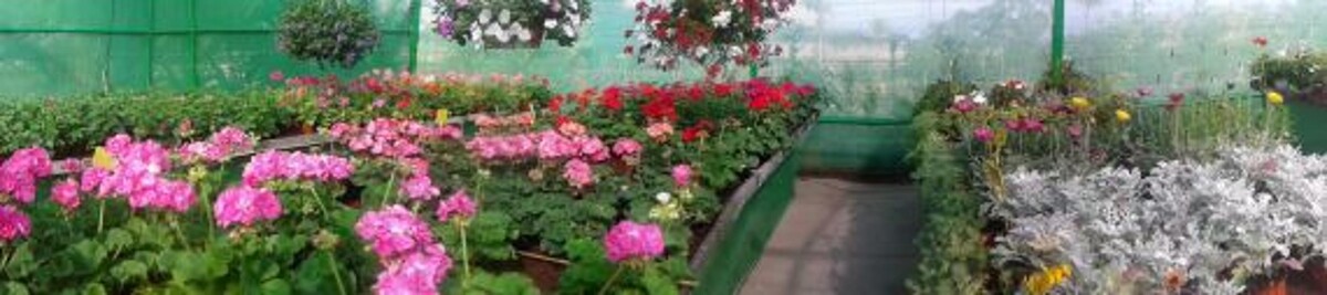 Images Rosenblatt y Pacheco S.L.