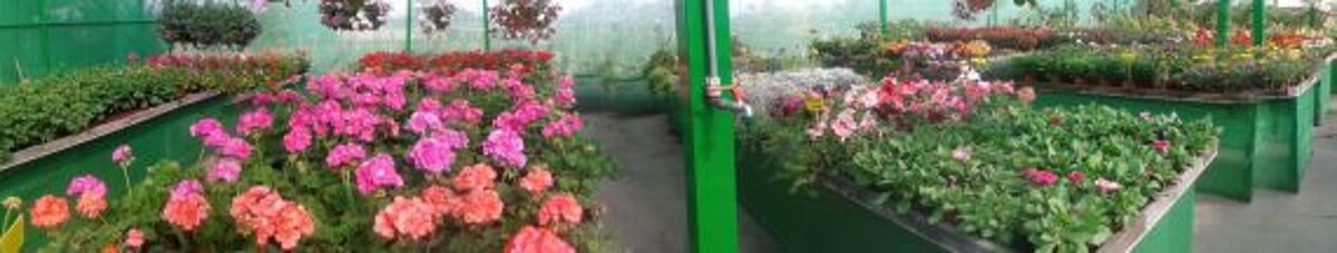 Images Rosenblatt y Pacheco S.L.