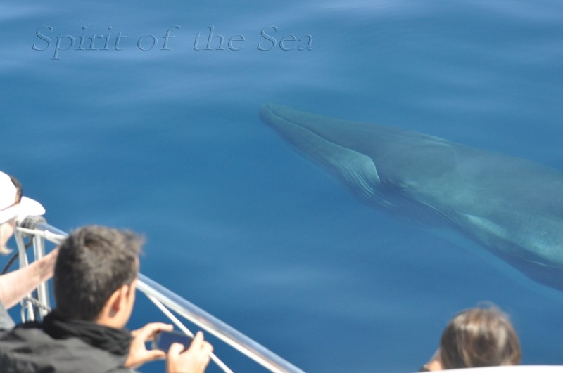 Images Spirit of the Sea