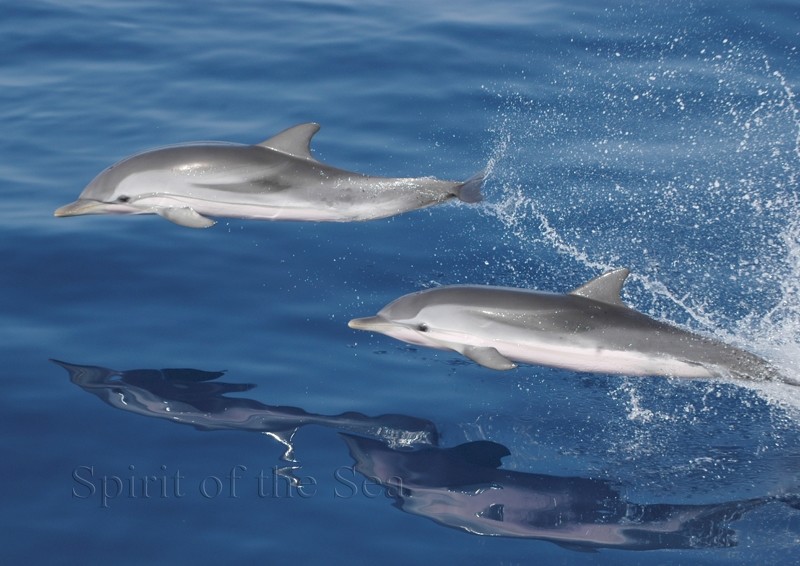 Images Spirit of the Sea