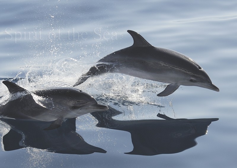 Images Spirit of the Sea