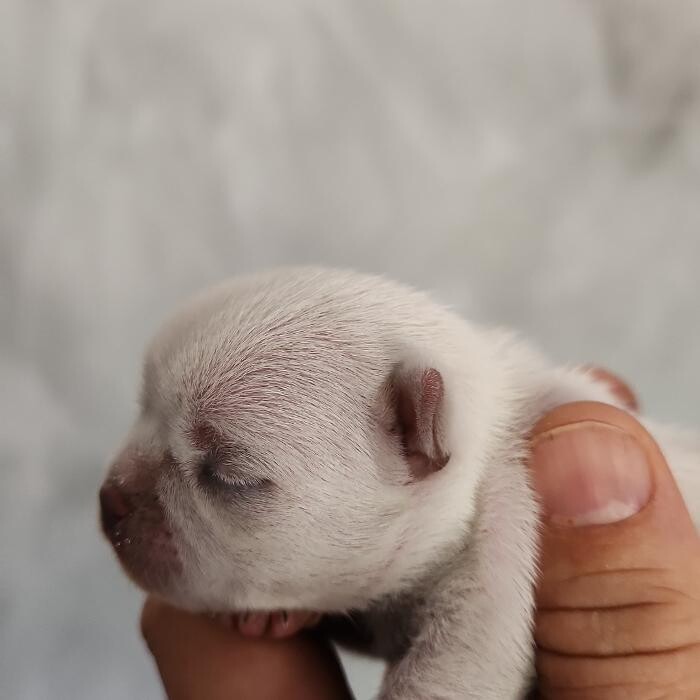 Images Rocabull - Criadero de Chihuahua y Bull Terrier