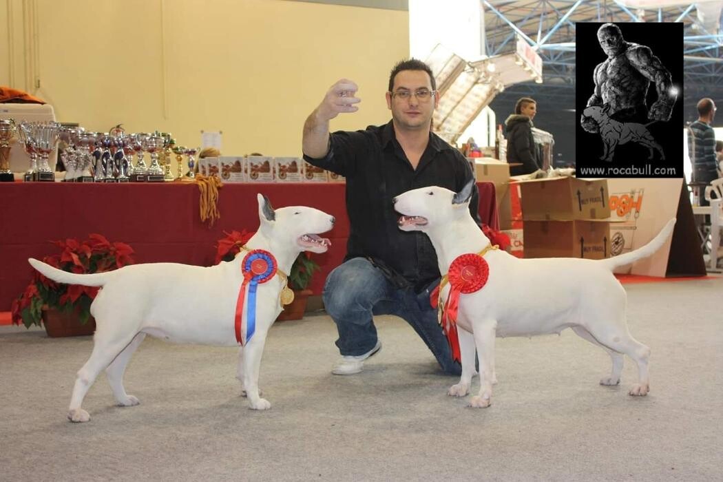 Images Rocabull - Criadero de Chihuahua y Bull Terrier