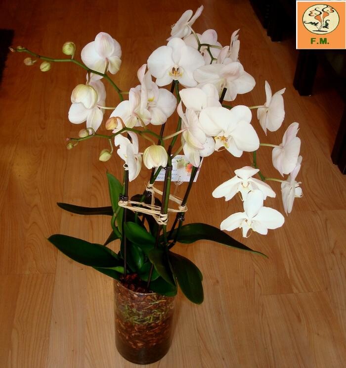 Images Floristeria Mundiflor
