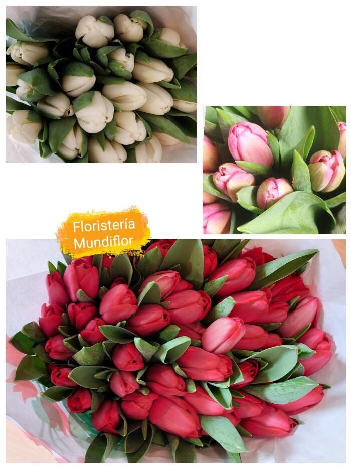 Images Floristeria Mundiflor