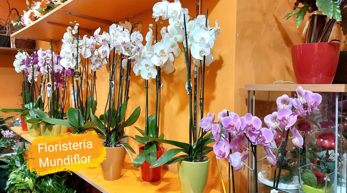 Images Floristeria Mundiflor