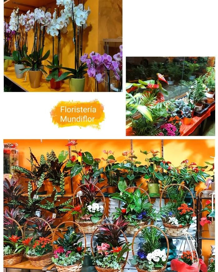 Images Floristeria Mundiflor