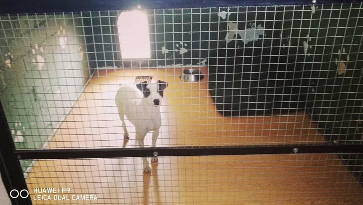 Images RESIDENCIA CANINA SORIA