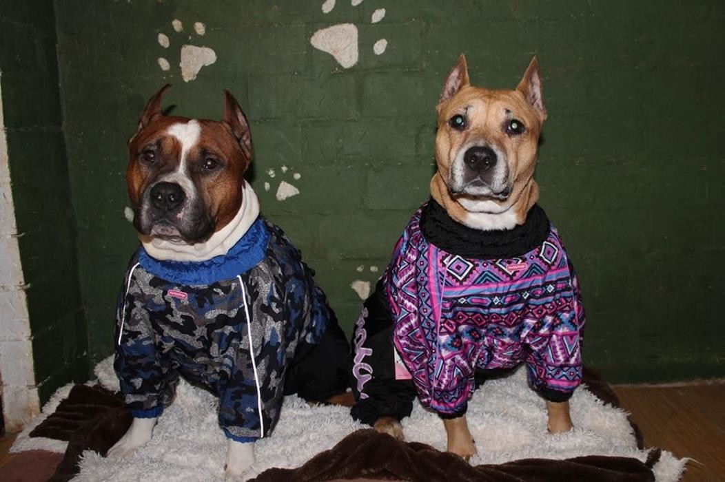 Images RESIDENCIA CANINA SORIA