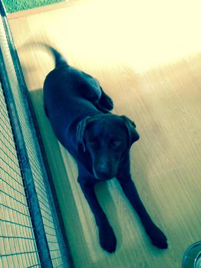 Images RESIDENCIA CANINA SORIA