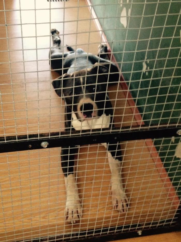 Images RESIDENCIA CANINA SORIA