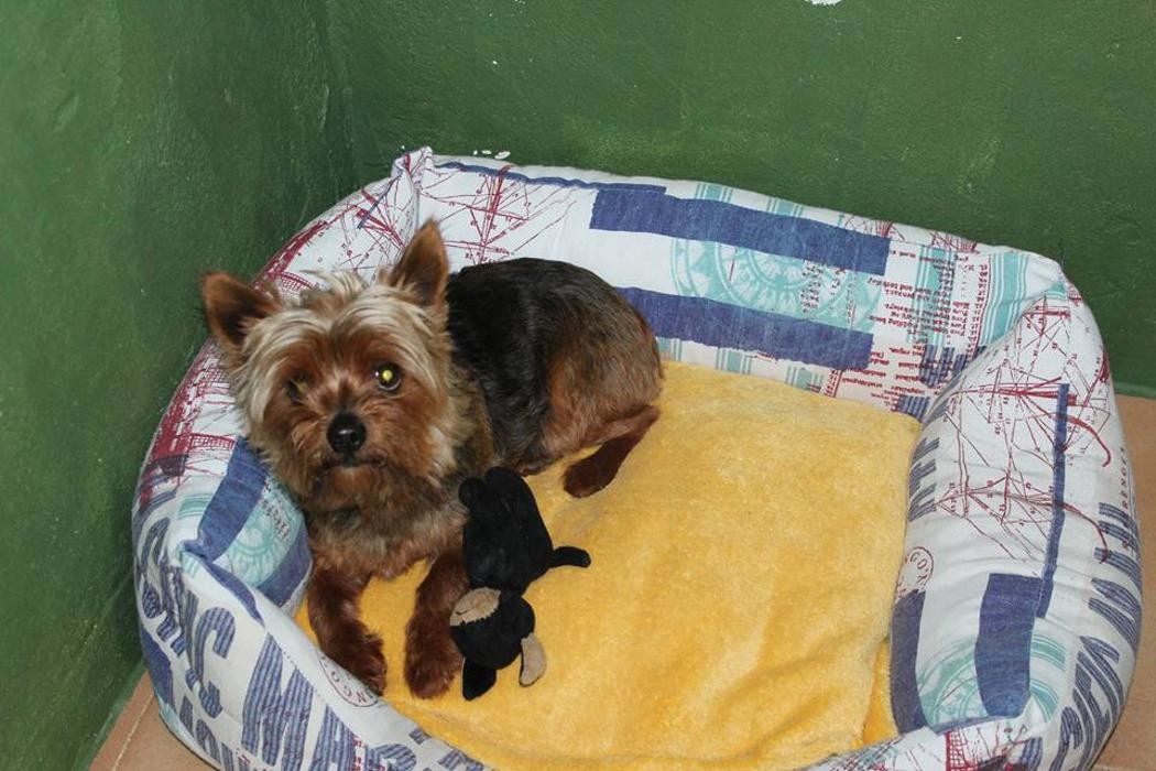 Images RESIDENCIA CANINA SORIA