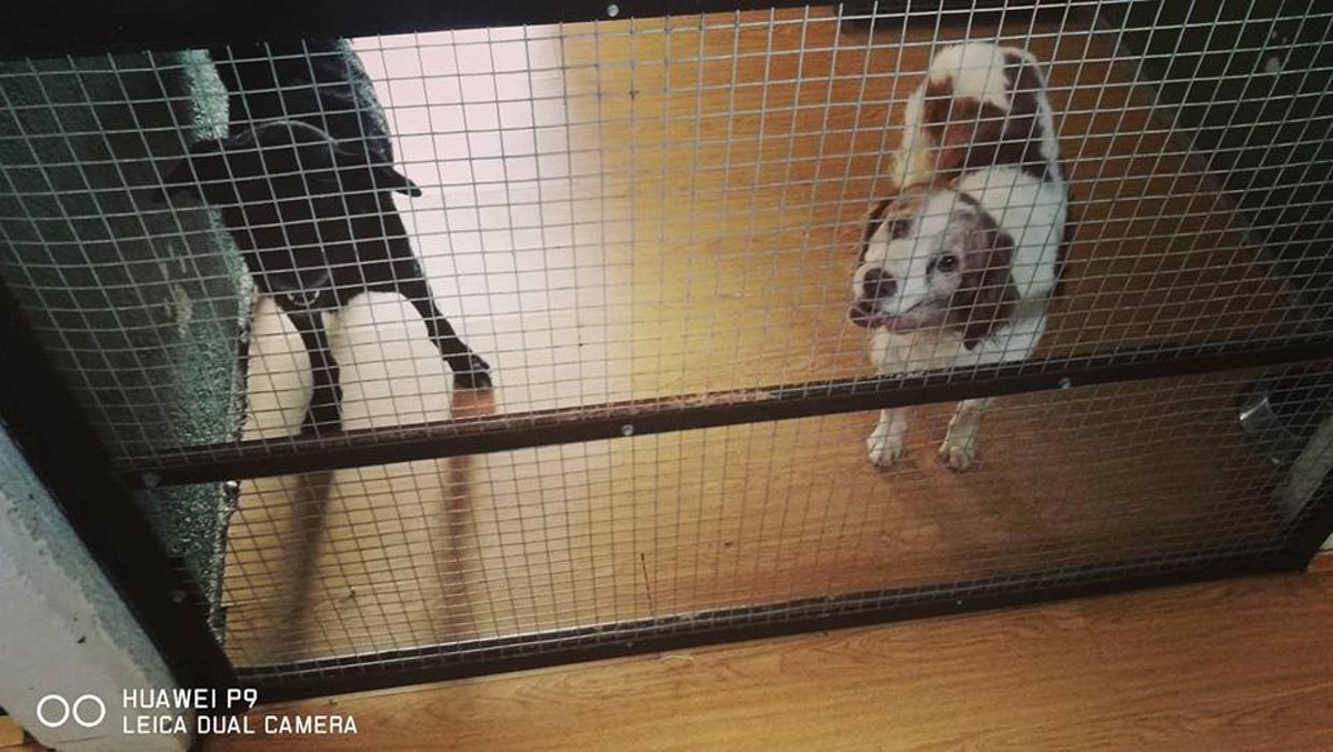 Images RESIDENCIA CANINA SORIA