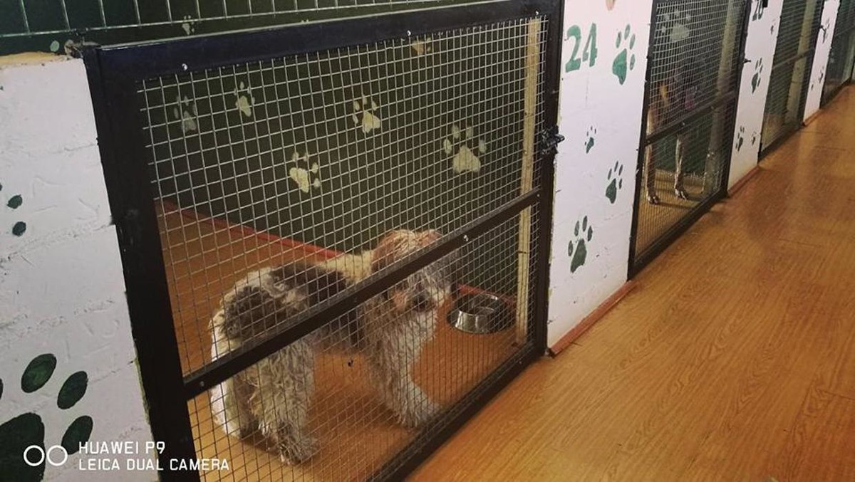 Images RESIDENCIA CANINA SORIA