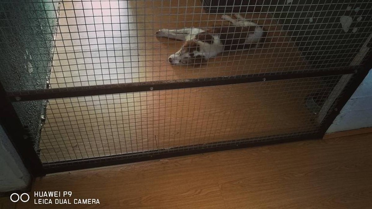 Images RESIDENCIA CANINA SORIA