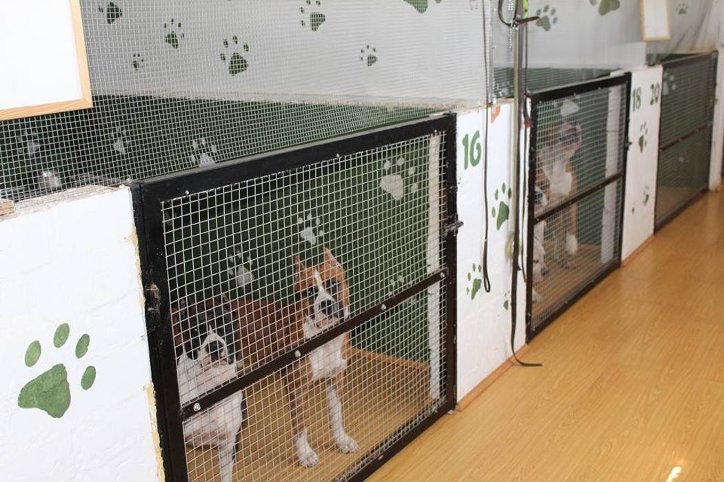 Images RESIDENCIA CANINA SORIA