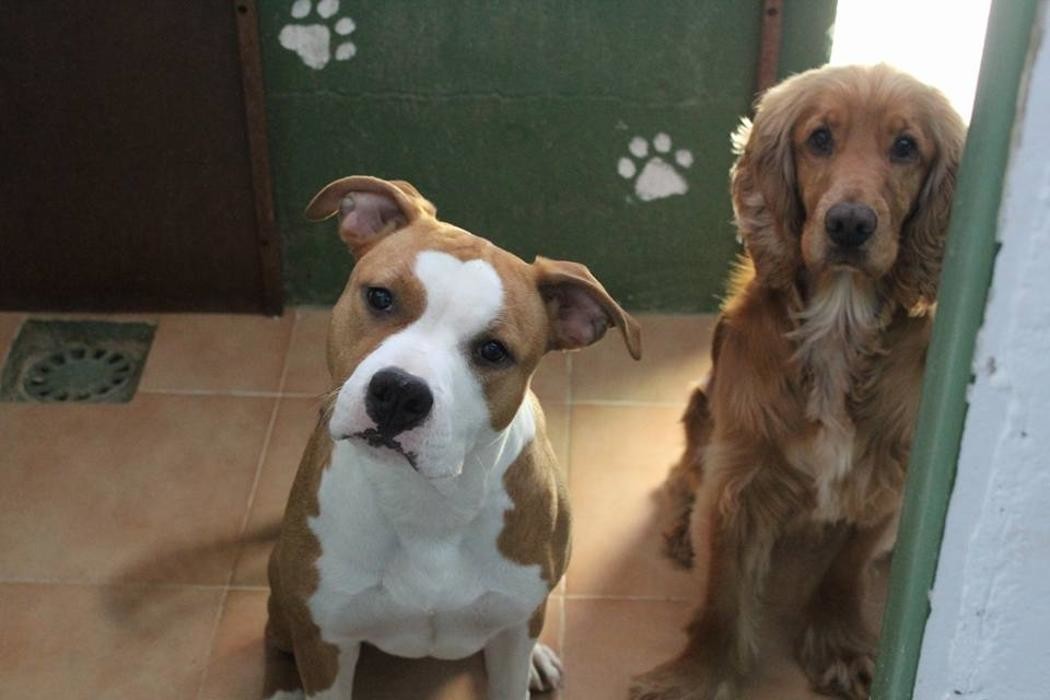 Images RESIDENCIA CANINA SORIA