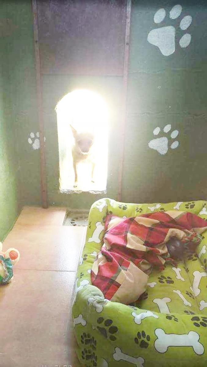 Images RESIDENCIA CANINA SORIA